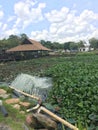 Water plants at ORTO near Lower Seletar Reservoir Park Royalty Free Stock Photo