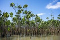 Water plants on the Parnaiba River, Brazil Royalty Free Stock Photo