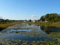 Water plants in a pond