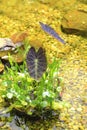 Water Plants in Pond