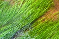 Water plants, refracted under clear water surface