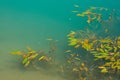 Water plants in a cyan lake