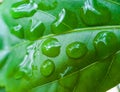 Water point on the green leaves and reflection, rain drops Royalty Free Stock Photo