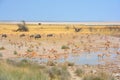 Water point Thomson gazelle Eudorcas thomsonii Royalty Free Stock Photo