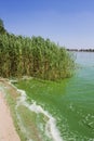 Water pollution, algal blooms, green water on the lake.