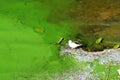 Water pollution by blooming blue green algae - is world environmental problem. Water bodies, rivers, lakes with harmful algal