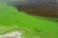 Water pollution by blooming blue green algae - is world environmental problem. Water, rivers and lakes with harmful algal blooms