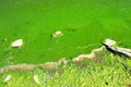 Water pollution by blooming blue green algae - is world problem. Water, rivers and lakes with harmful algal blooms. Ecology of