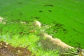 Water pollution by blooming blue green algae - is world problem. Water, rivers and lakes with harmful algal blooms. Ecology of