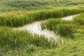 Water pollution by blue-green algae blooms on the water surface