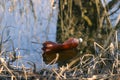 Water pollution, empty plastic bottles.