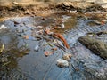 Water pollution - heavily polluted river,water body with various garbage in india