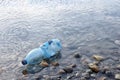 Water pollution. Plastic bottle on the river beach. Royalty Free Stock Photo