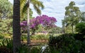 Water pond feature in tropical garden with purple flowers adorning tibouchina, palm tree, Cana lilies