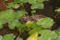 The water in a pond has attracted two toads. Royalty Free Stock Photo