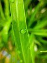 water pooled on the ginger leaves