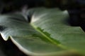 Water pooled in a leaf