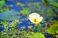 Water poppy flower, Hydrocleys nymphoides