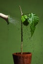 Water pours in drops from a watering can on a plant in a flower pot on a green background. Plant care and watering Royalty Free Stock Photo