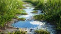 A water puddle in a grassy field Royalty Free Stock Photo