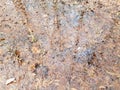 Water puddle with wet brown leaves on the ground