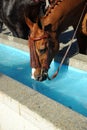 Water pylon for horses, Spain Royalty Free Stock Photo