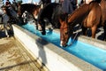 Water pylon for horses, Spain Royalty Free Stock Photo