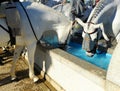 Water pylon for horses, Spain Royalty Free Stock Photo