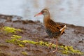 Water Rail