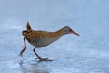 Water rail