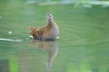 Water Rail