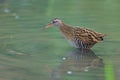 Water Rail