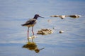 Water rail in the Eilat Ornithological Park