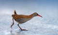 Water Rail (Rallus aquaticus)