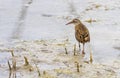 Water rail, rallus aquaticus, bird, Neuchatel lake, Switzerland Royalty Free Stock Photo