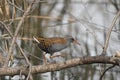 Water rail Rallus aquaticus