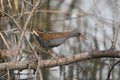 Water rail Rallus aquaticus