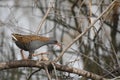 Water rail Rallus aquaticus