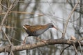 Water rail Rallus aquaticus