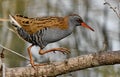 Water rail Rallus aquaticus