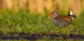 Water Rail -Rallus aquaticus Royalty Free Stock Photo