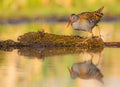 Water Rail - Rallus aquaticus