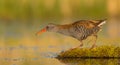 Water Rail - Rallus aquaticus