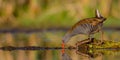 Water Rail - Rallus aquaticus Royalty Free Stock Photo