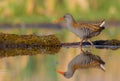 Water Rail - Rallus aquaticus