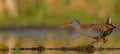 Water Rail - Rallus aquaticus Royalty Free Stock Photo