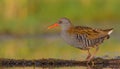 Water Rail - Rallus aquaticus Royalty Free Stock Photo