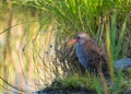 Water Rail hiding in the vegetation