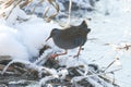 A Water Rail, Rallus aquaticus, a highly secretive inhabitant of freshwater wetlands, walking across a frozen lake into a snow cov Royalty Free Stock Photo