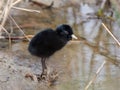 Water Rail (Rallus aquaticus) Royalty Free Stock Photo